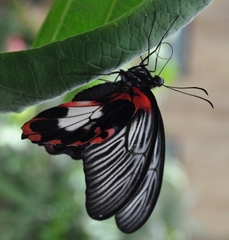 Papilio rumanzovia