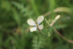 Raphanus raphanistrum