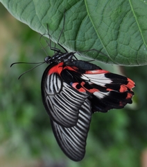 Papilio rumanzovia