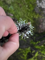 Heterodermia leucomelos