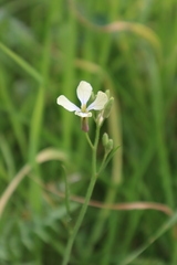 Raphanus raphanistrum