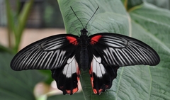 Papilio rumanzovia