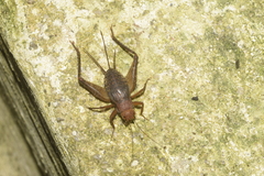 Grylloidea