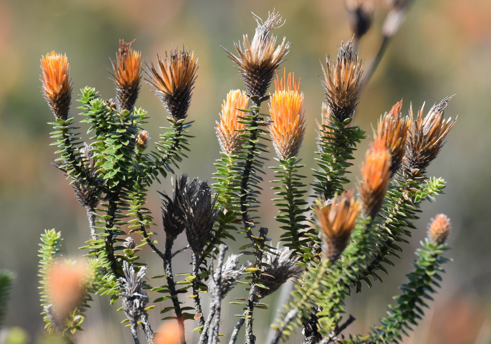Chuquiraga jussieui image