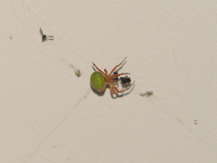 Araneus lathyrinus