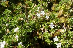 Clinopodium nubigenum