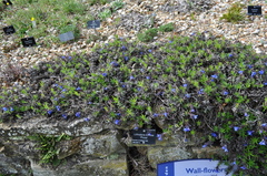 Glandora diffusa