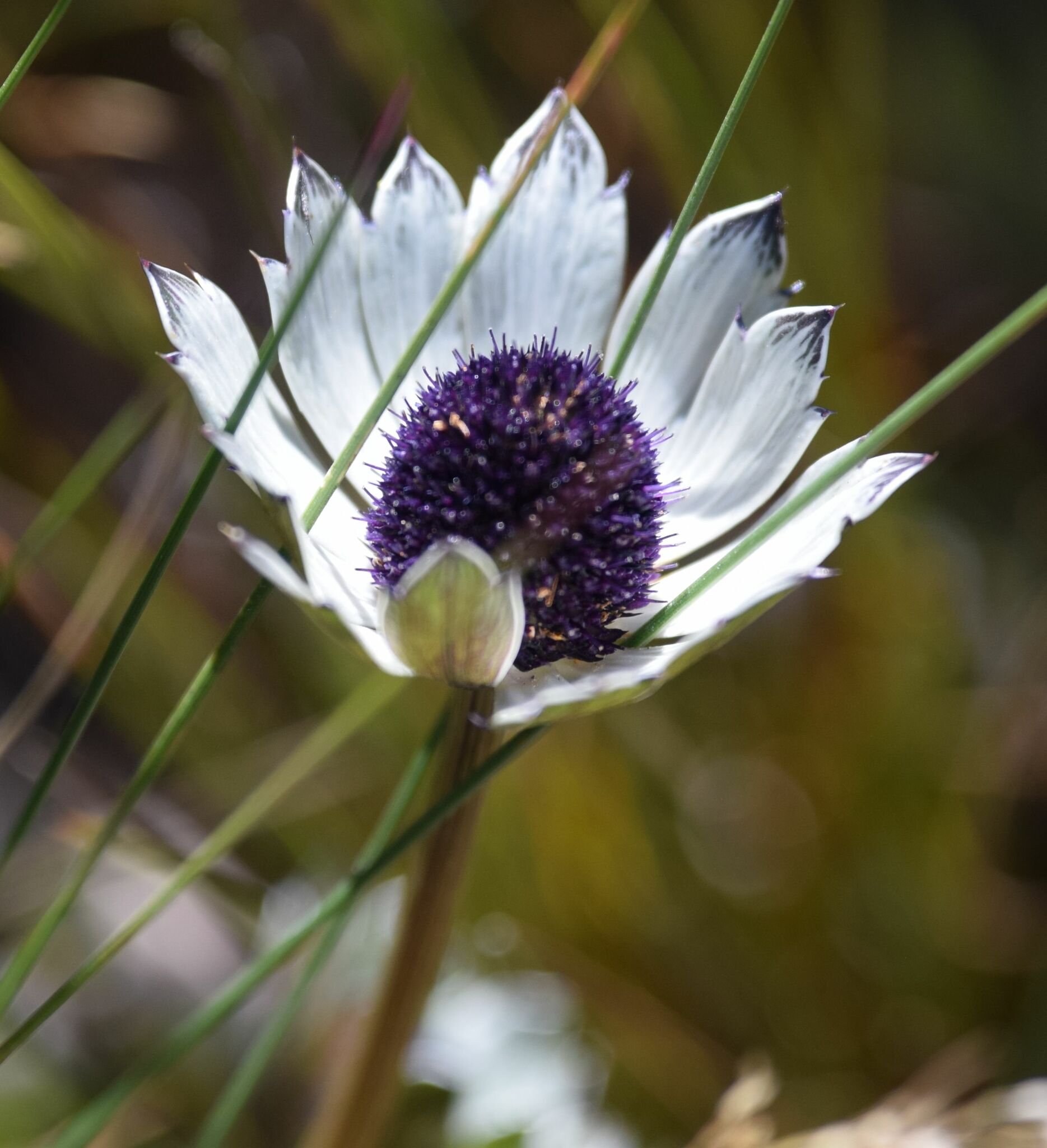 Eryngium image