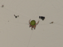 Araneus lathyrinus