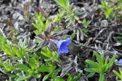 Glandora diffusa