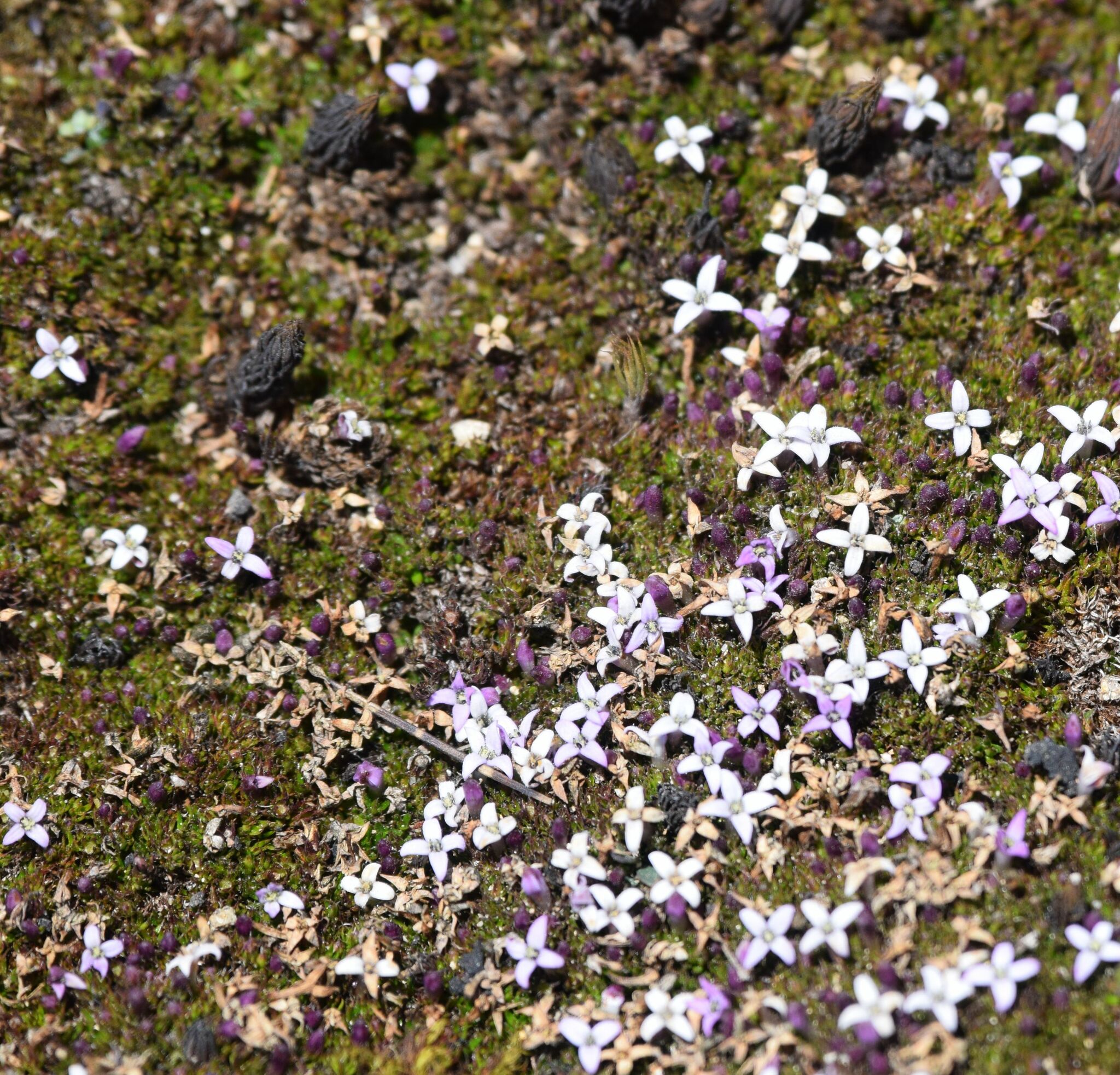 Arcytophyllum filiforme image