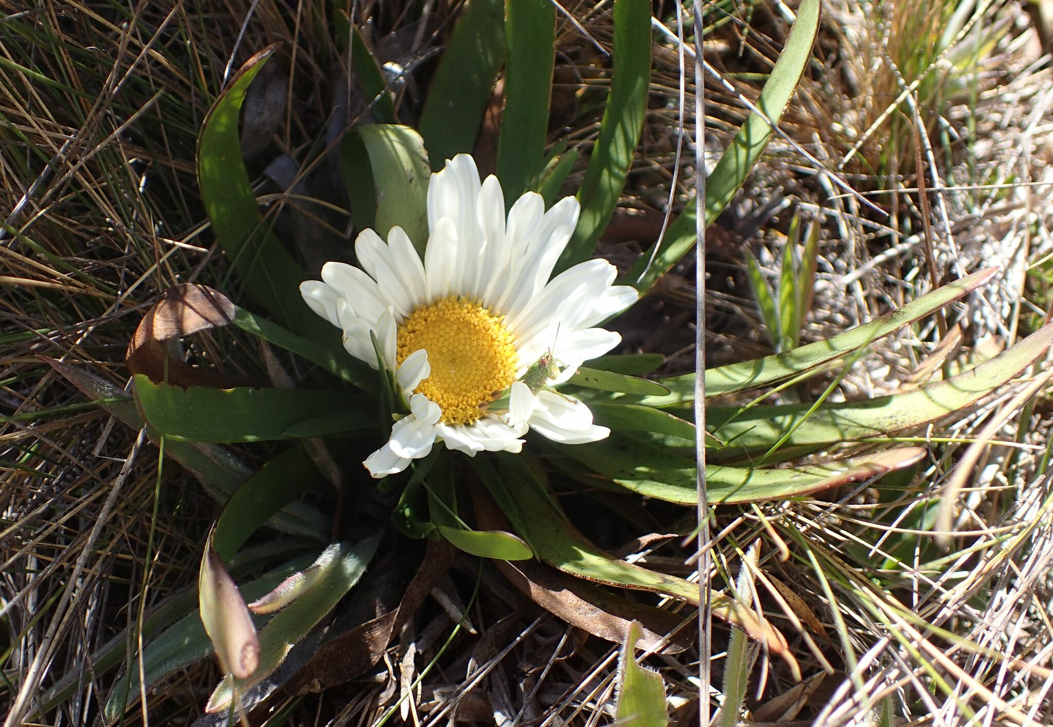 Rockhausenia nubigena image