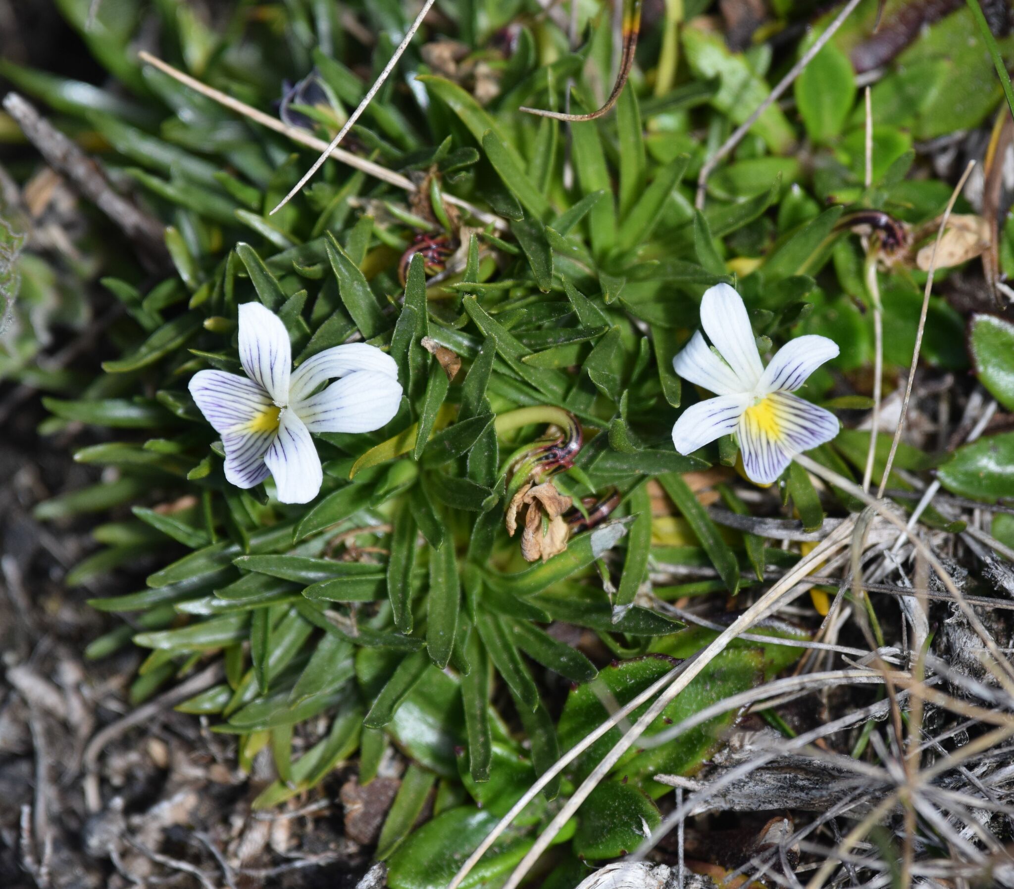 Viola pygmaea image