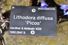 Glandora diffusa