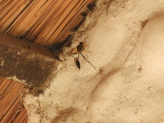 Sceliphron asiaticum
