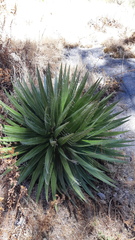 Agave schidigera
