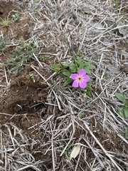 Phlox roemeriana