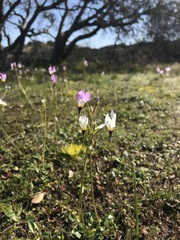 Primula clevelandii