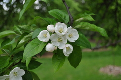 Malus sikkimensis