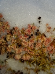 Sphagnum capillifolium