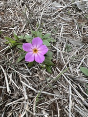 Phlox roemeriana