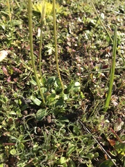 Primula clevelandii