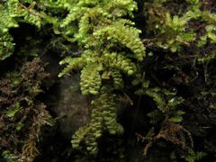 Scapania compacta