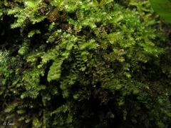Scapania compacta