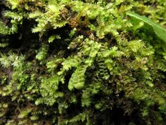 Scapania compacta