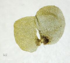 Scapania compacta