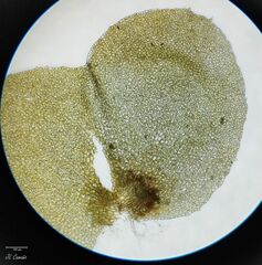 Scapania compacta