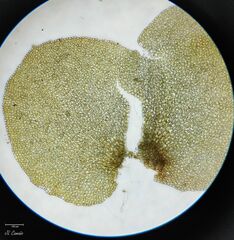 Scapania compacta