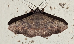 Anticarsia