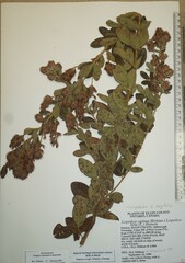 Lespedeza × longifolia