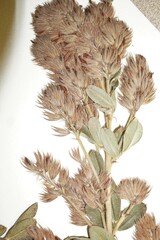 Lespedeza × longifolia
