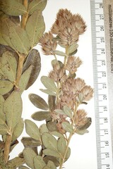 Lespedeza × longifolia