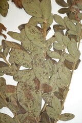 Lespedeza × longifolia