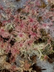 Sphagnum capillifolium