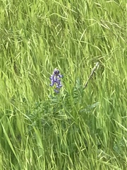 Lupinus succulentus