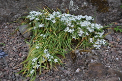 Ornithogalum montanum