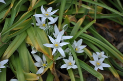 Ornithogalum montanum