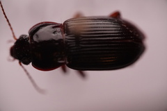 Amara pennsylvanica