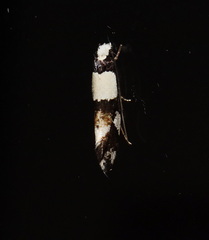 Monopis icterogastra