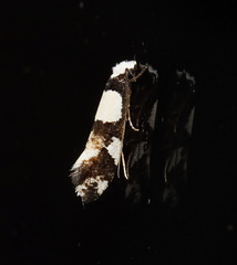 Monopis icterogastra