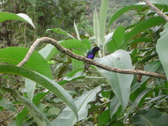 Boissonneaua jardini