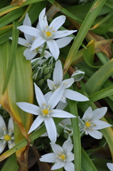 Ornithogalum montanum