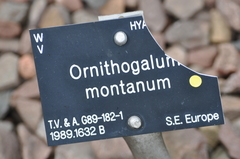 Ornithogalum montanum