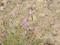 Sphaeralcea angustifolia