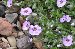 Phlox douglasii