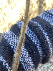 Agrimonia parviflora
